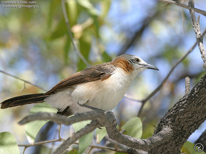 Bare-cheeked Babbleradult, identification