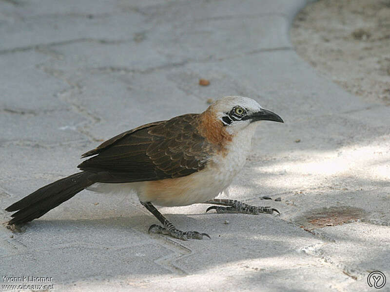 Bare-cheeked Babbleradult, identification