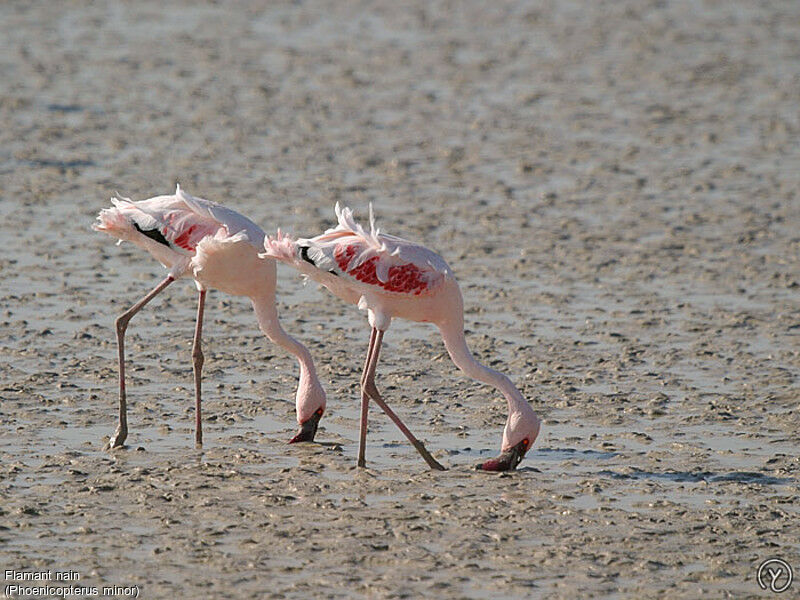 Lesser Flamingoadult, Behaviour, identification