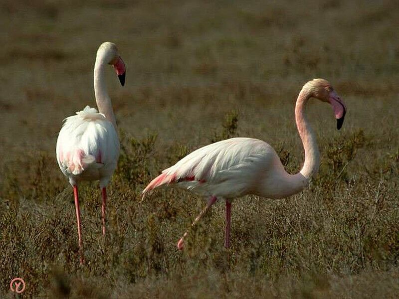 Greater Flamingo