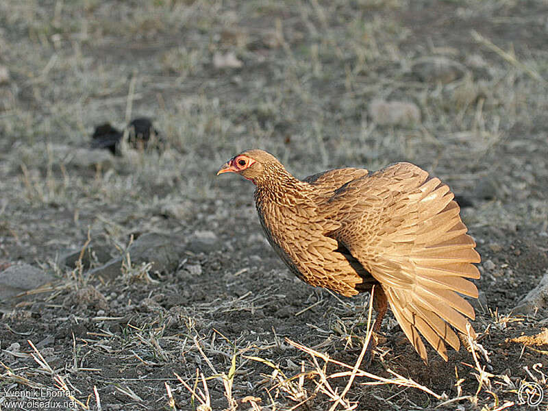 Francolin de Swainsonadulte, Comportement