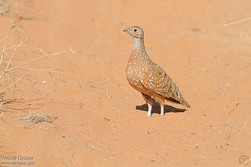 Burchell's Sandgrouse male adult, identification
