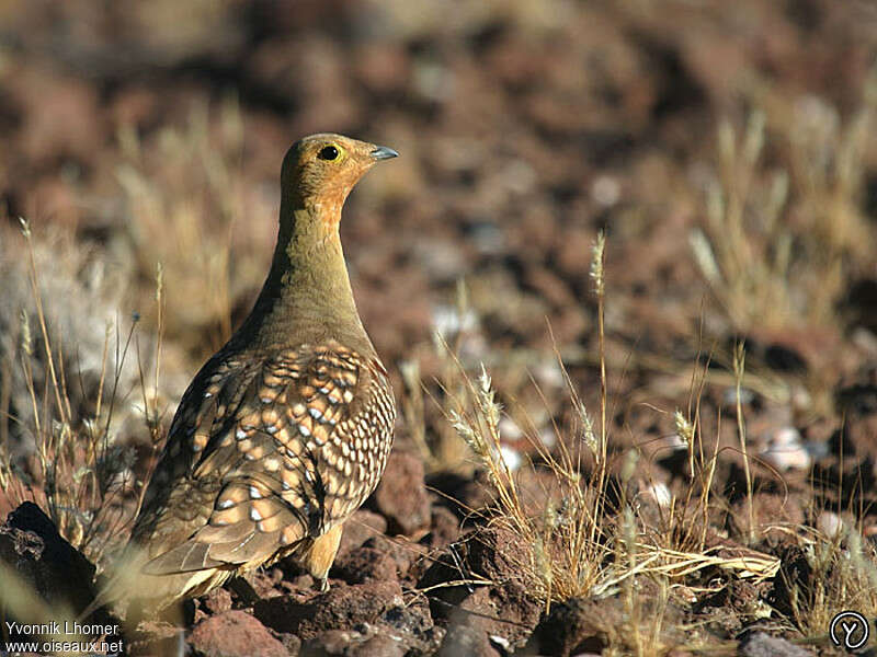 Namaqua Sandgrouse male adult, habitat
