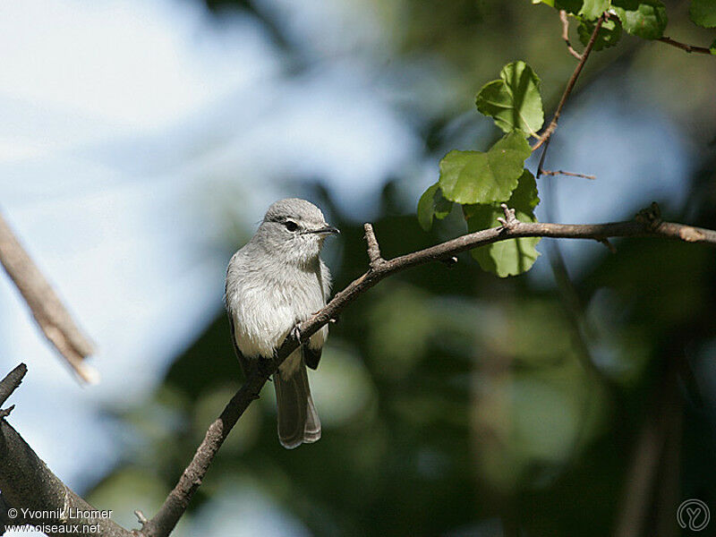 Ashy Flycatcheradult, identification
