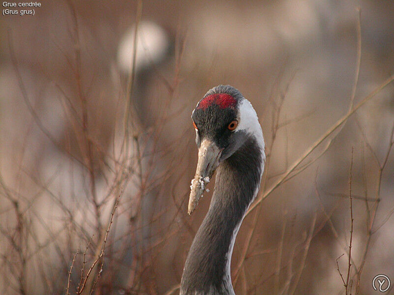 Grue cendréeadulte, identification