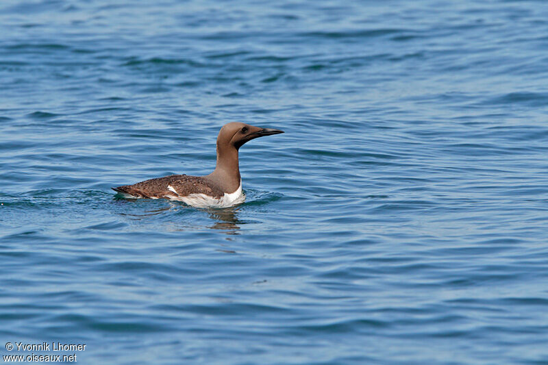 Common Murreadult, identification