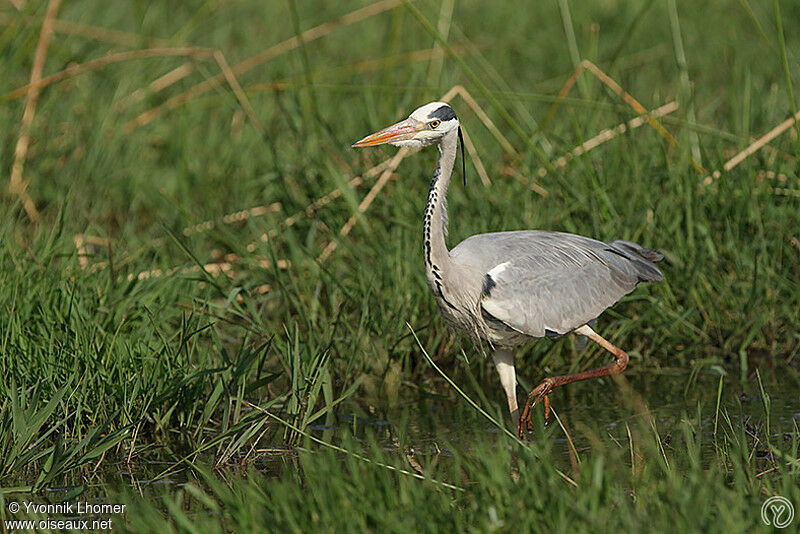 Grey Heronadult, identification