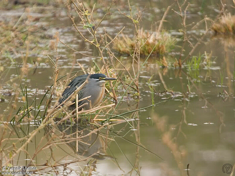 Héron des mangrovesadulte, identification