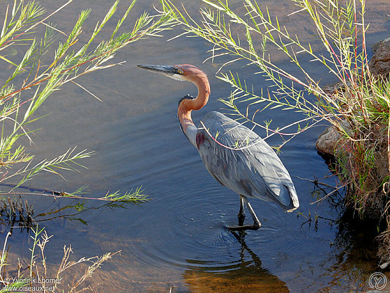 Goliath Heronadult, identification