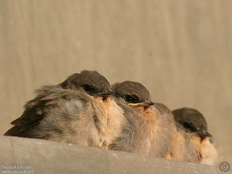 Large Rock Martin, pigmentation, Behaviour