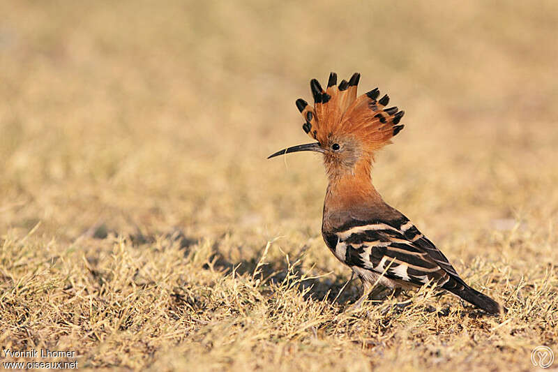 African Hoopoeadult, identification, Behaviour