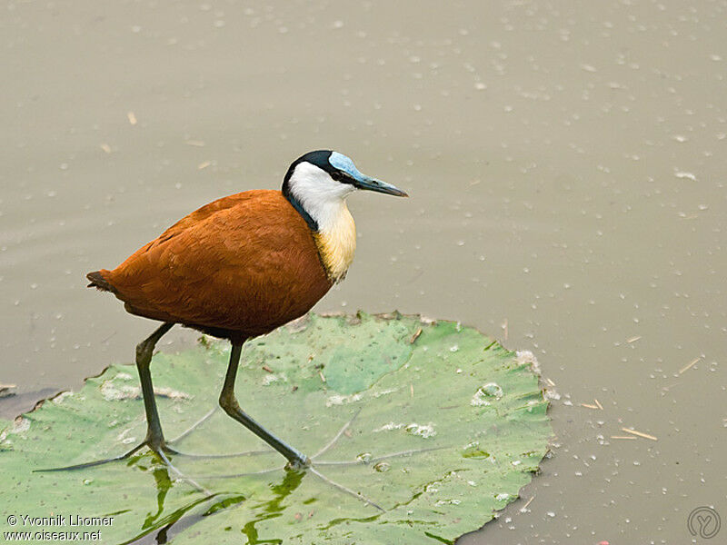 African Jacanaadult, identification