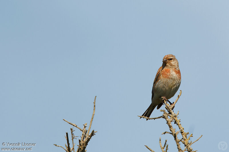 Common Linnet male adult breeding, identification
