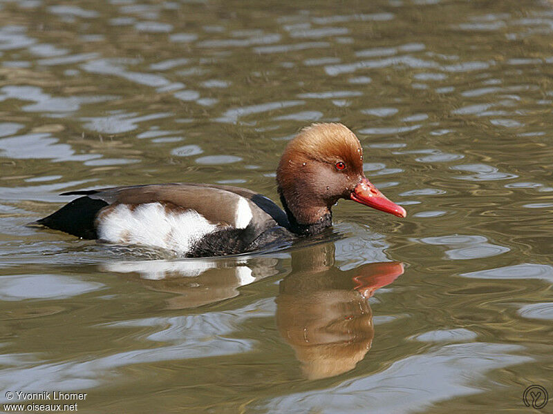 Nette rousse mâle adulte, identification