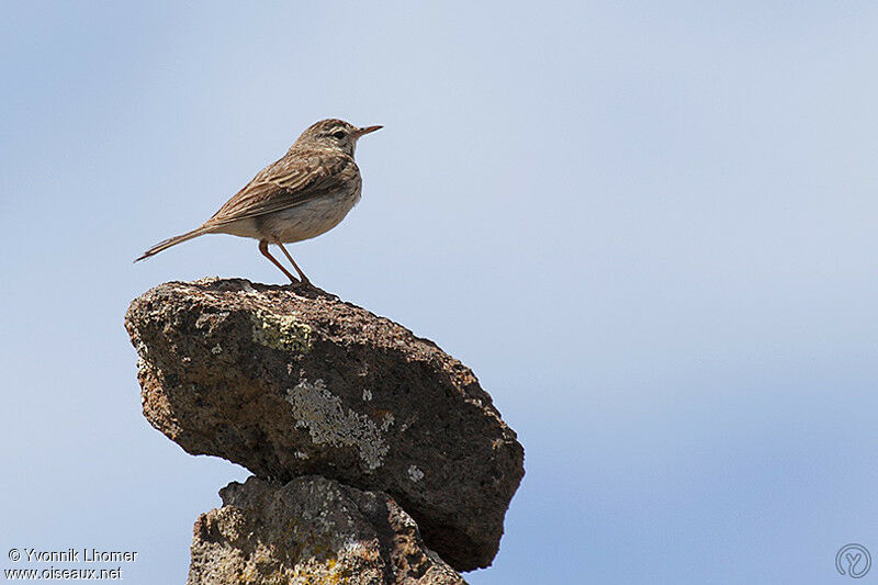 Berthelot's Pipitadult, identification