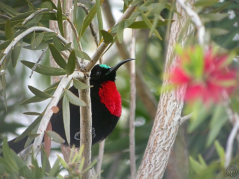 Scarlet-chested Sunbird male