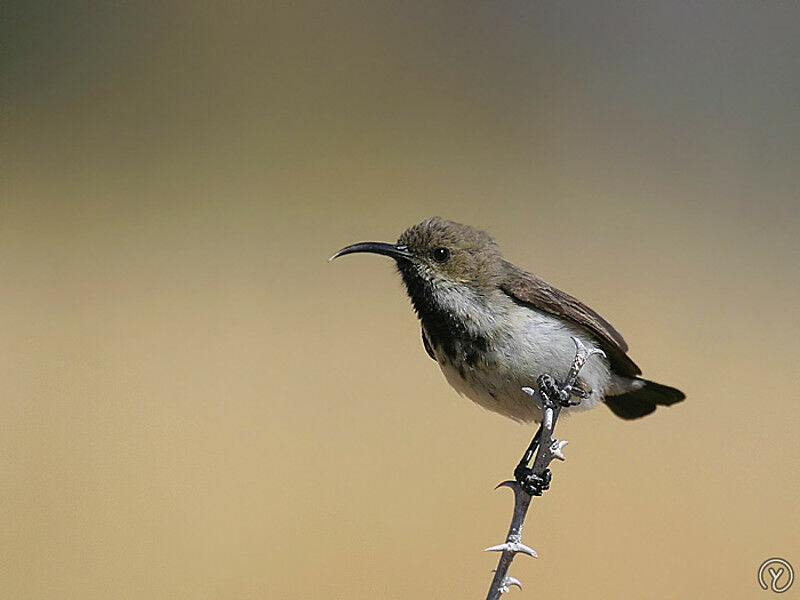 Dusky Sunbird