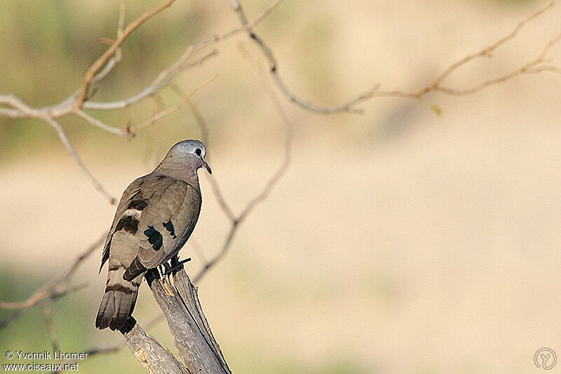 Emerald-spotted Wood Doveadult, identification