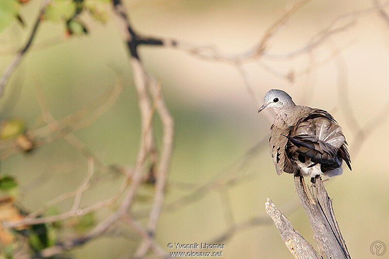 Emerald-spotted Wood Doveadult, identification