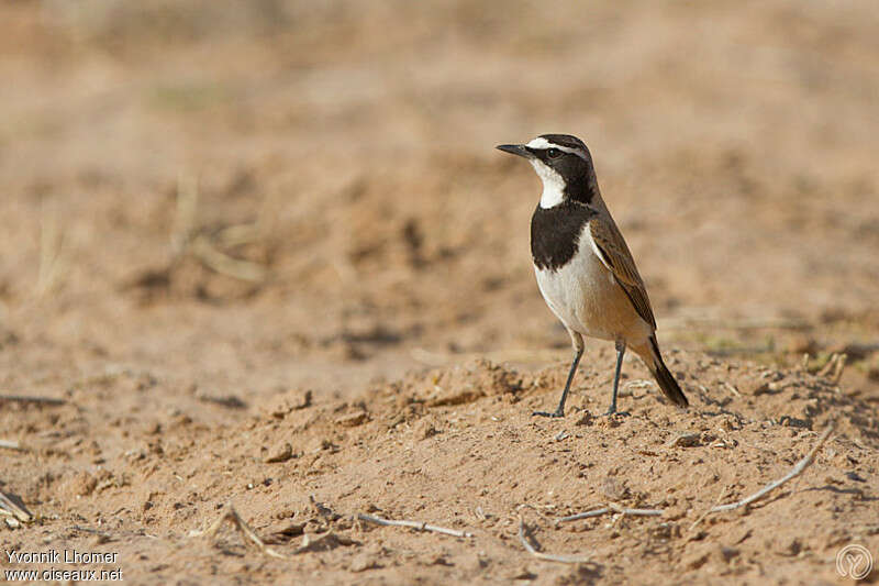 Capped Wheatearadult, identification